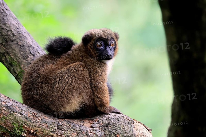Red-bellied lemur (Eulemur rubriventer), adult, female, on tree trunk, alert, Madagascar