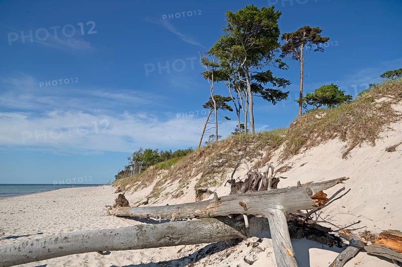 Break-off edges, tree trunks, Darß primeval forest, national park, Weststrand, forest stand, Fischland, Darß, Zingst, Germany