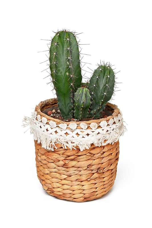 Polaskia chichipe succulent cactus plant on boho style basket flower pot on white background