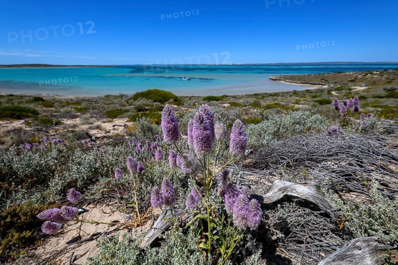 Landscape on Dirk Hartog Island, Dirk Hartog Island National Park, named after the Dutch navigator of the same name, Shire of Shark Bay, State of Western Australia, Australia