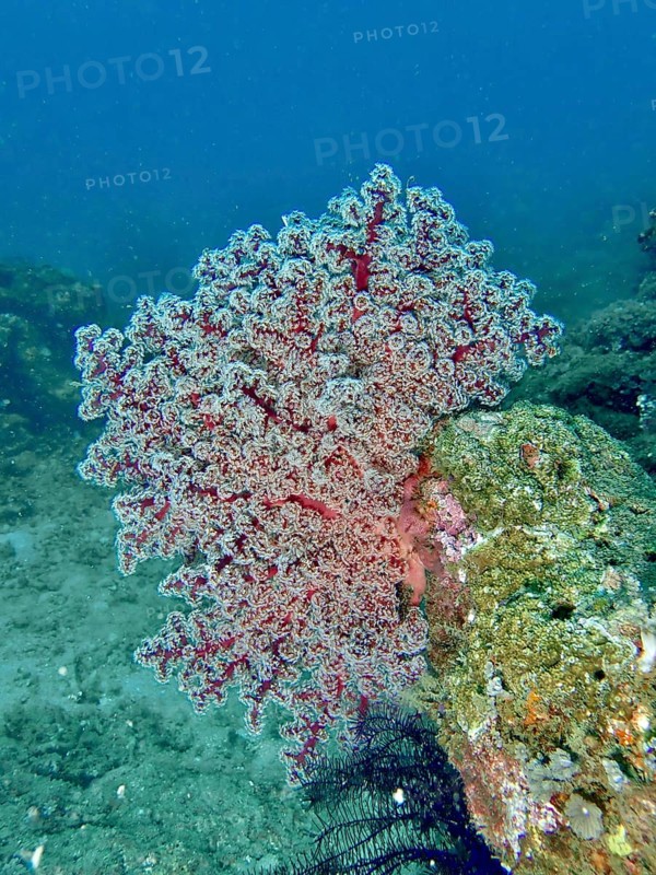 Red coral, Godeffroy's soft coral (Siphonogorgia godeffroyi), on a rock in the blue sea, dive site Prapat, Penyapangan, Bali, Indonesia