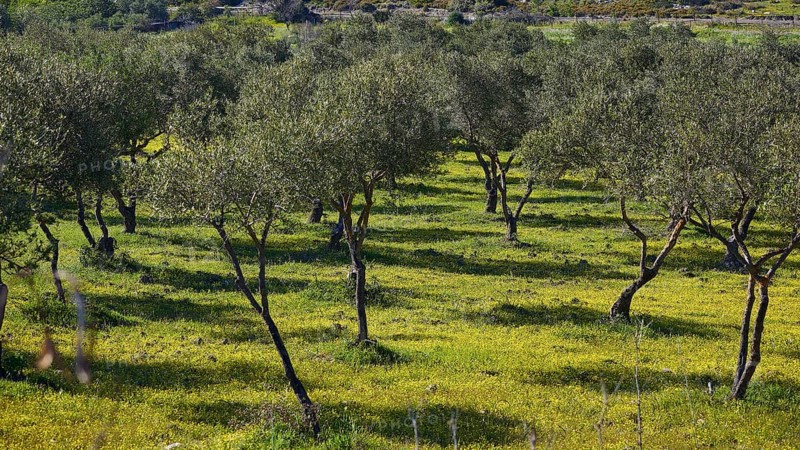 Olive grove on flowering meadow with shade of trees in sunny surroundings, Gadoura, Gadouras Reservoir, Rhodes, Dodecanese, Greek Islands, Greece