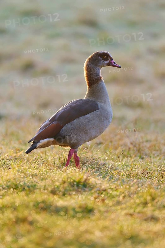 Nile goose (Alopochen aegyptiaca), a grazing goose on a dewy meadow in the soft morning light, spring, Bavaria, Germany