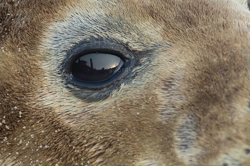 Grey seal (Halichoerus grypus) adult animal close up of its eye, Norfolk, England, United Kingdom