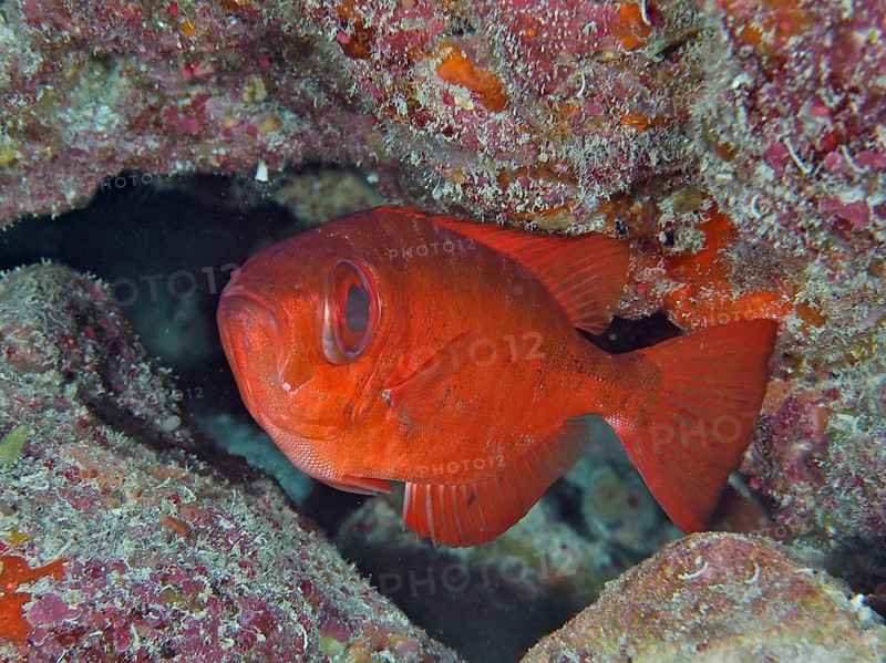 Red fish, Atlantic bigeye (Priacanthus arenatus), hiding in a coral cave, surrounded by colourful rocks, dive site John Pennekamp Coral Reef State Park, Key Largo, Florida Keys, Florida, USA