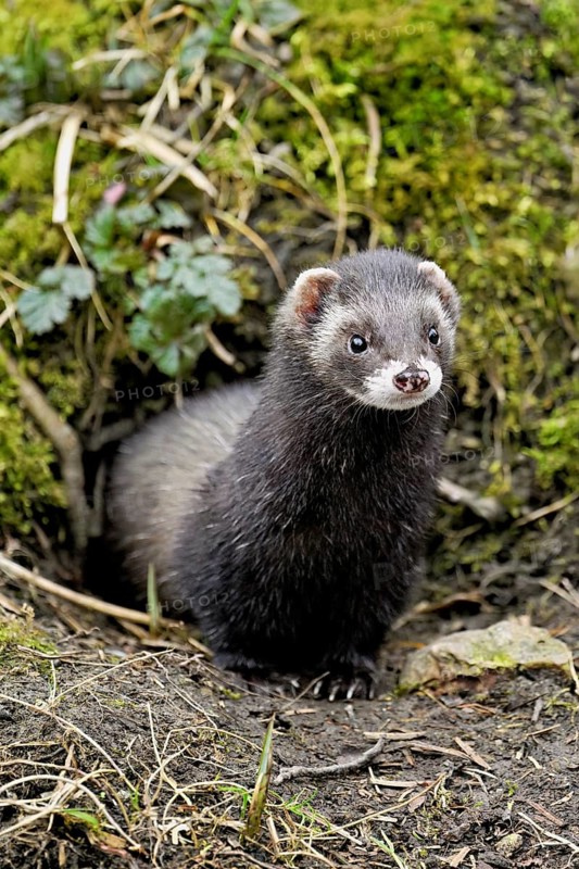 European polecat (Mustela putorius), also known as ferret, looking out of its cave, captive, Switzerland