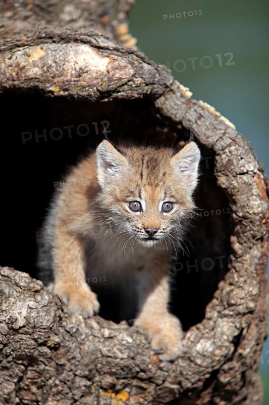 Canada lynx (Lynx canadensis), young, den, tree, eight weeks old, Montana, USA, North America
