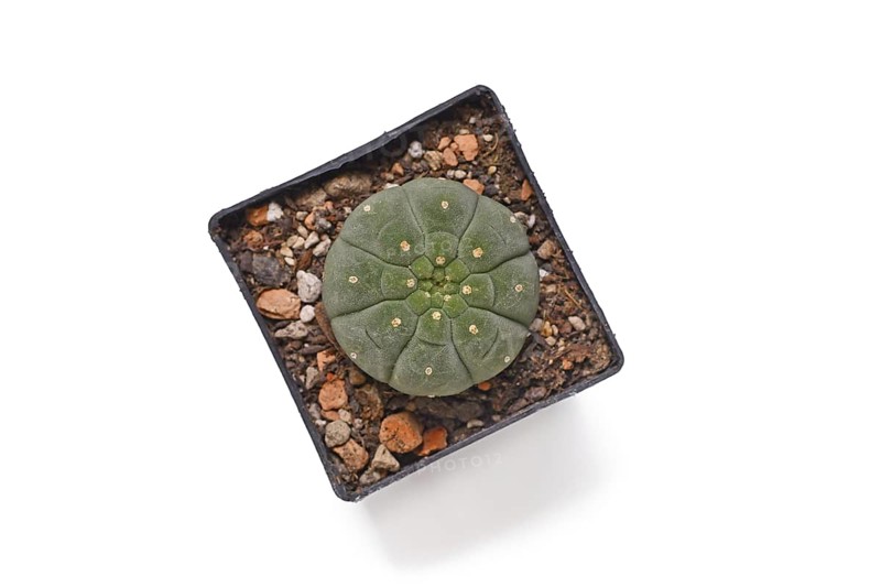 Top view of small 'Matucana Madisoniorum' cactus plant in flower pot on white background