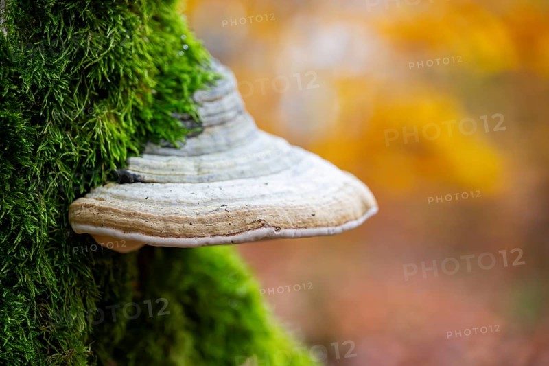 Tinder fungus (Fomes fomentarius) on a European beech (Fagus sylvatica) tree trunk in a forest in autumn, Bavaria, Germany