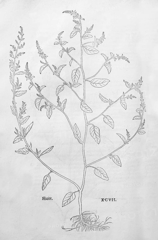 Many-seeded goosefoot (Chenopodium polyspermum), woodcut by Leonhart Fuchs, from New Kreüterbuch, neues Kräuterbuch, Michael Isingrin, Basel, Switzerland, 1543