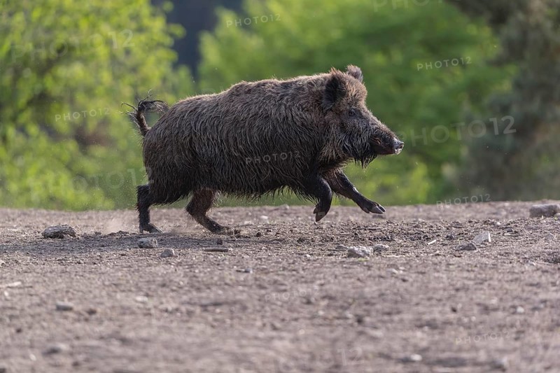 One adult male wild boar or wild pig (Sus scrofa) running over an opening with a green forest in the background