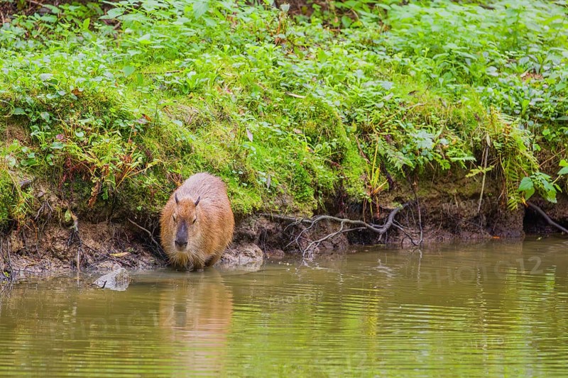 A (greater) capybara (Hydrochoerus hydrochaeris) rests on the river bank