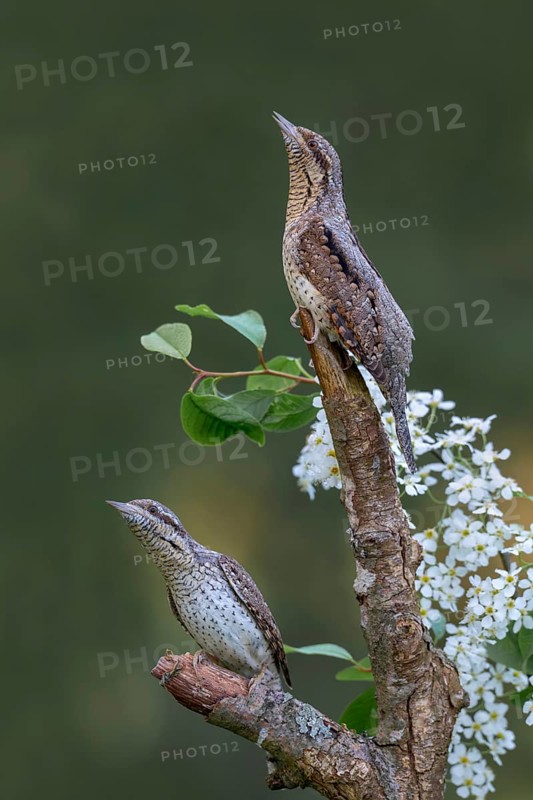 Eurasian wryneck (Jynx torquilia), Limbach, Burgenland, Austria