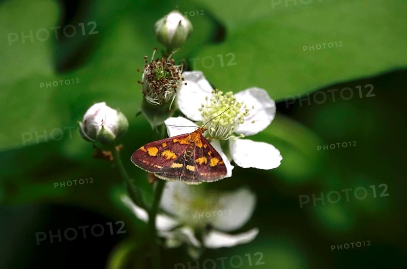 Pyrausta purpuralis, July, Germany