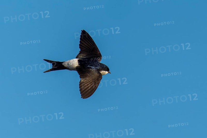 A bird with a dark head flying high in the sky, House Martin (Delichon urbicum, Syn.: Delichon urbica), wildlife, Germany