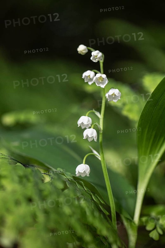 Lily of the valley (Convallaria majalis), Emsland, Lower Saxony, Germany