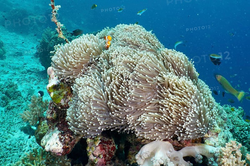 A Ocellaris Clownfish (Amphiprion ocellaris), Nemo, swimming in a giant anemone (Stichodactyla gigantea) in a coral reef, dive site Coral Garden, Menjangan, Bali, Indonesia