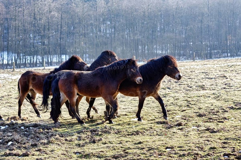 Exmoor ponies, herd on winter pasture, Hutewald forest in the Solling-Vogler nature park Park, Bodenfelde, Lower Saxony, Germany