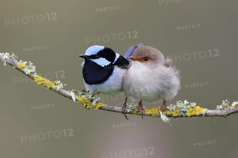 Superb Fairywren (Malurus cyaneus) pair perched on a branch, Victoria, Australia