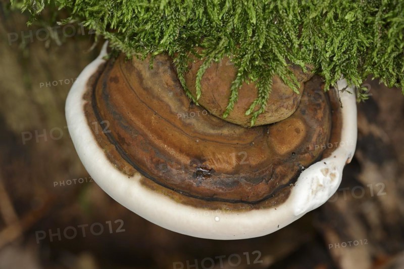 Bulbous lacquered mushroom (Ganoderma adspersum), North Rhine-Westphalia, Germany