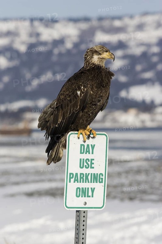 Bald Eagle Haliaeetus leucocephalus Homer, ALASKA, USA February Second year, Basic II plumage. Accipitridae