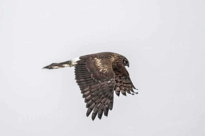 Hen harrier (Circus cyaneus), female, Amrum, Schleswig-Holstein, Germany