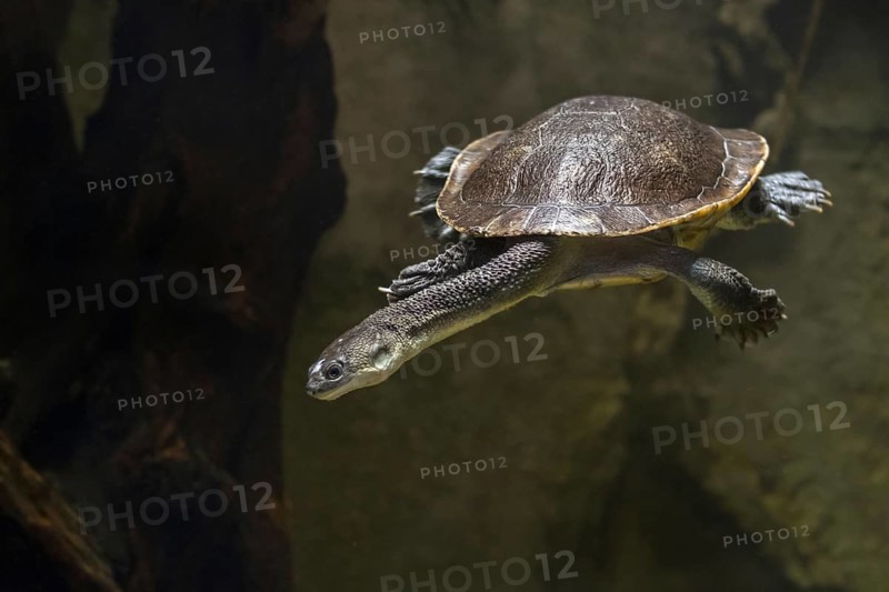 Roti Island snake-necked turtle (Chelodina mccordi), McCord's snakeneck turtle swimming underwater in pond, native to Rote Island in Indonesia