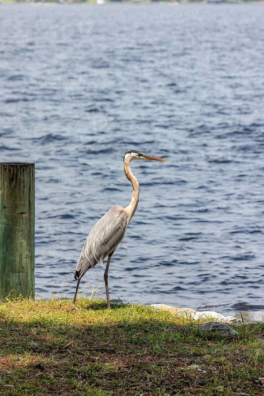 Great Blue Heron (Ardea herodias) looking for food on the shore of Perdido Bay in Pensacola, Florida, USA