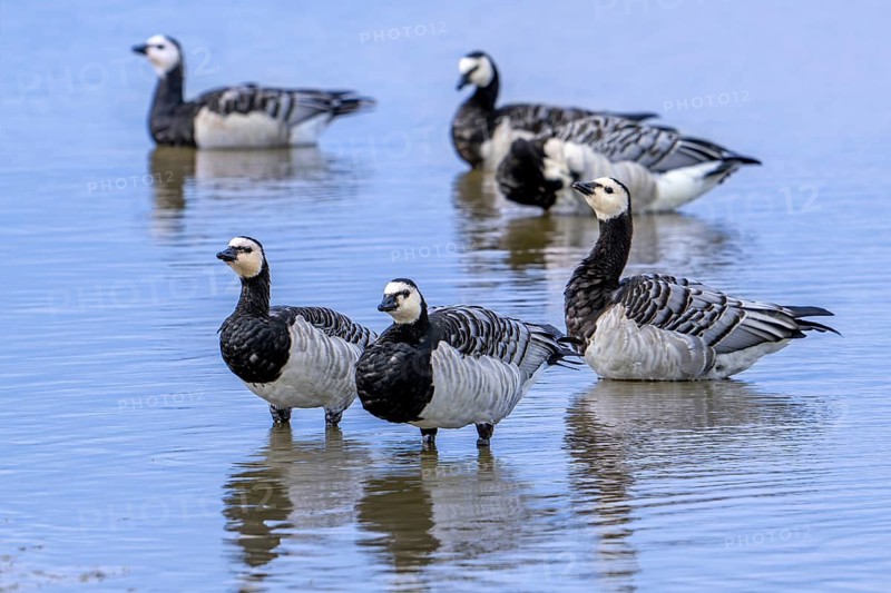 Flock of barnacle geese (Branta leucopsis) resting in shallow water of pond in summer