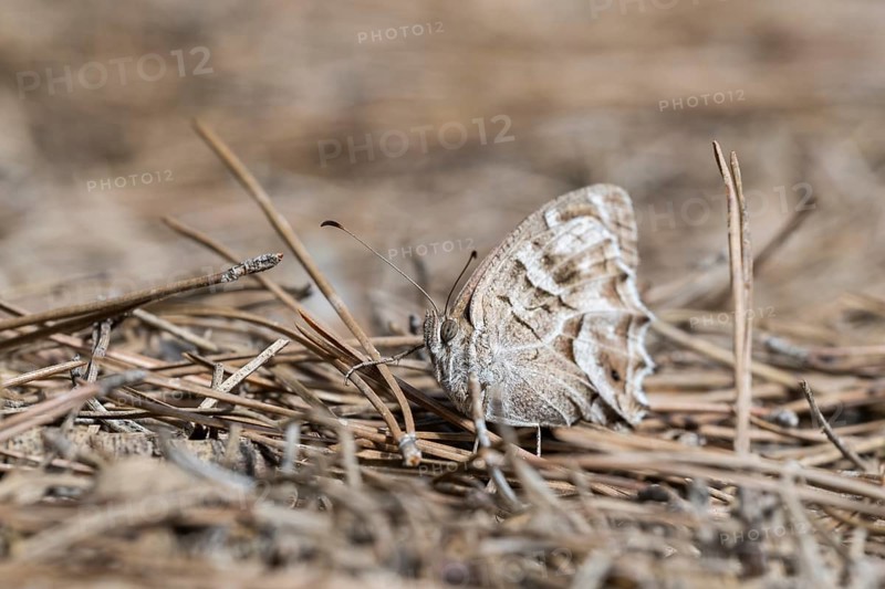 Striped grayling (Hipparchia fidia) butterfly, Catalonia, Spain