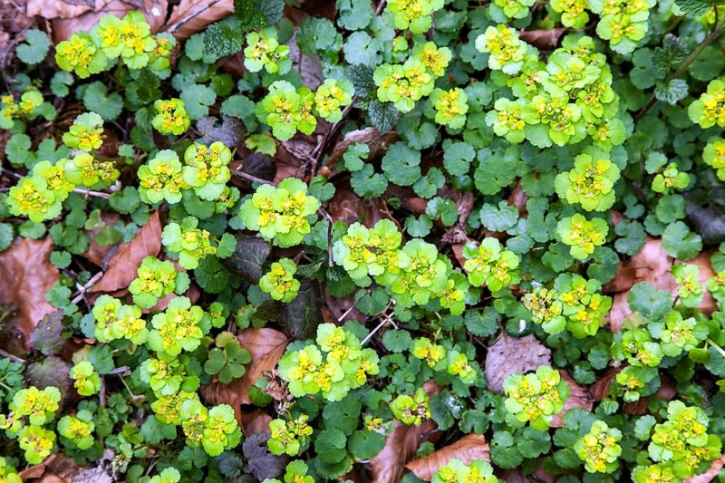 Alternate-leaved golden saxifrage (Chrysosplenium alternifolium), also known as golden spleenwort, alternate-leaved spleenwort or scabious flower, flowering, Oberallgäu, Allgäu, Bavaria, Germany
