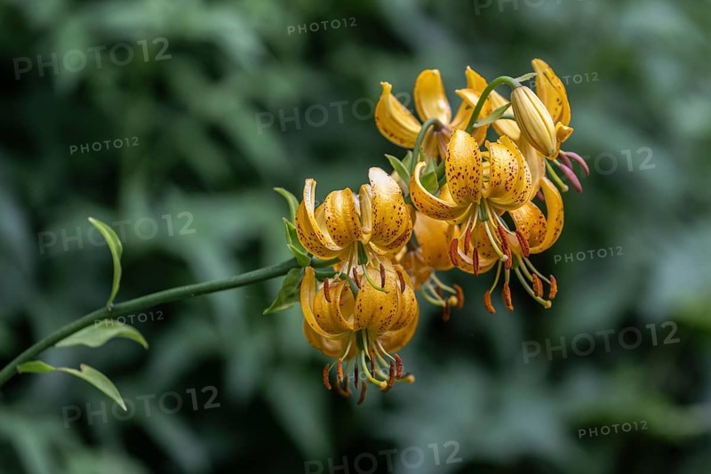 Korean Turk's cap lily (Lilium hansonii), Emsland, Lower Saxony, Germany