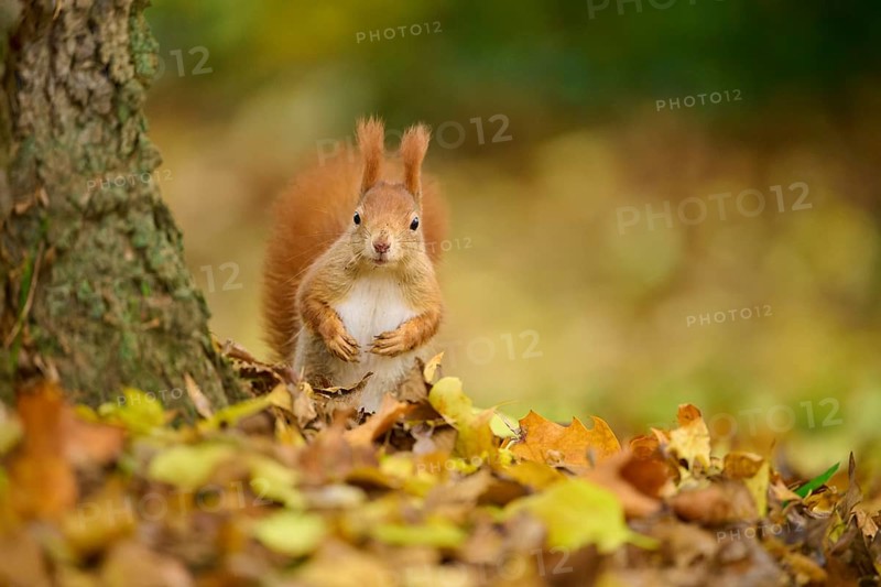Eurasian squirrel (Sciurus vulgaris), sitting on an autumn meadow, next to a tree trunk, autumn, Baden-Württemberg, Germany