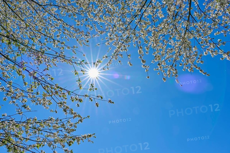 Brightly shining sun between blossoming cherry tree branches in front of a clear sky, Seckmauern, Lützelbach, Odenwald, Hesse, Germany