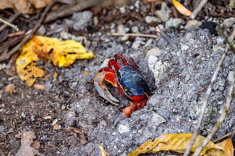Harlequin crab (Cardisoma armatum), in a hole in the ground, Manuel Antonio National Park, Puntarenas district, Costa Rica