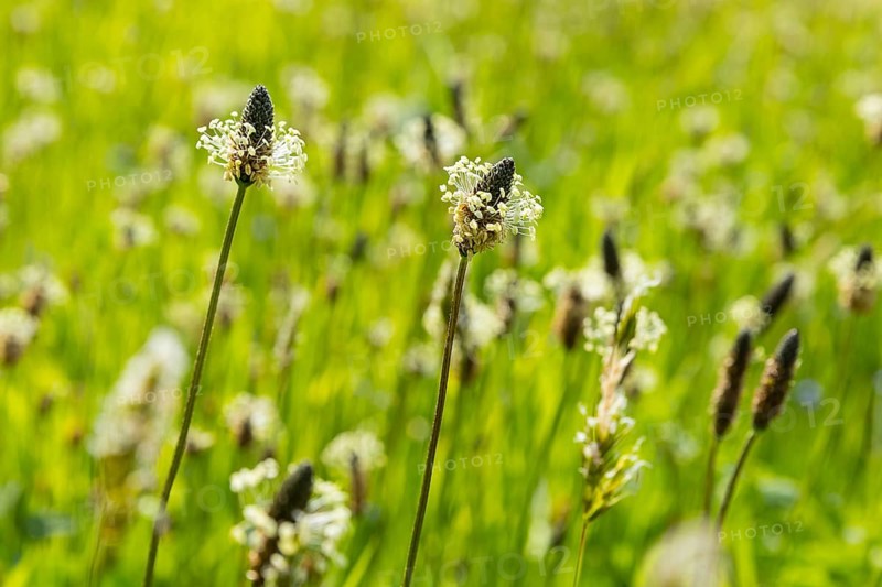 Flowering meadow with lots of ribwort plantain (Plantago lanceolata) at the Saidenbach dam, Pockau-Lengefeld, Saxony, Germany