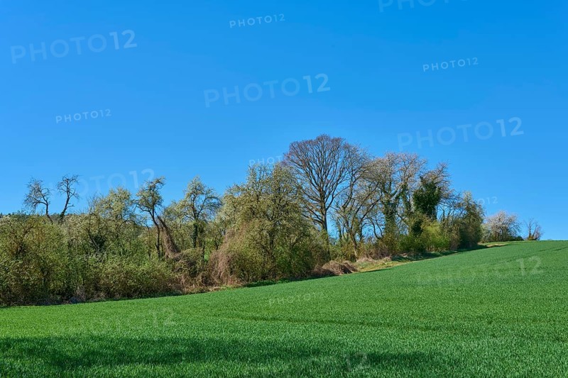 Green meadow with blossoming cherry trees under a clear sky, fresh spring atmosphere, Pflaumheim, Großostheim, Bavaria, Germany