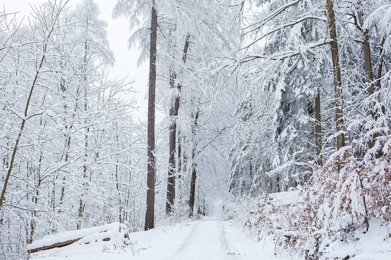 Forest path through the winter forest at Czorneboh, Lusatian Mountains, Saxony, Germany