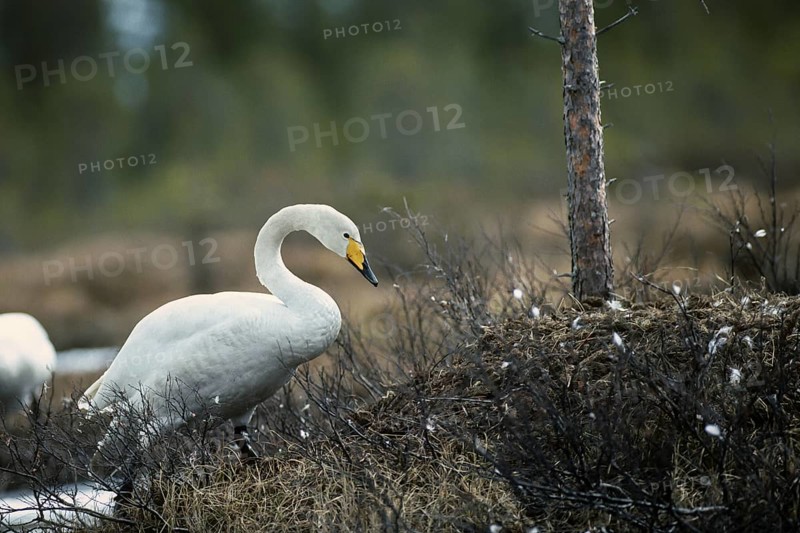 Whooper swan. Cygnus cygnus. Whooper swan climbing on the nest. Kuusamo area. Finland