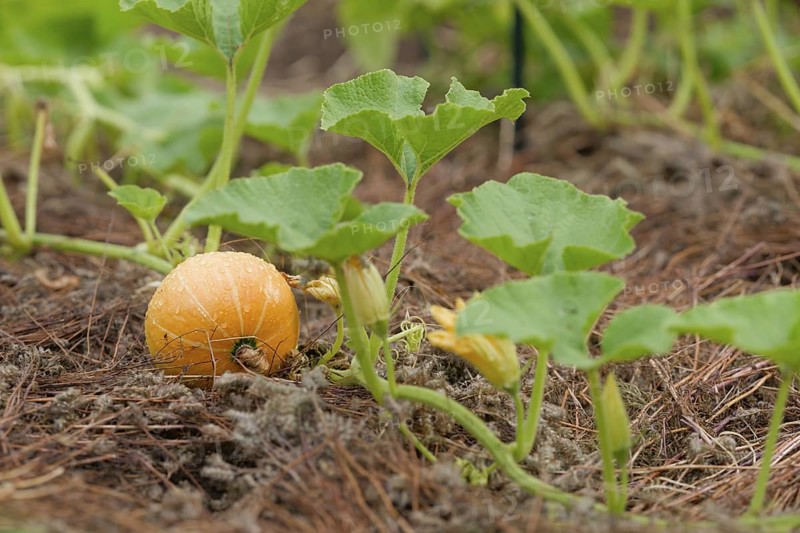 Young wet pumpkin in the field, germany. pumpkin, season, raw, gardening, plant, organic, natural, garden, farming, bio, agriculture, autumn, background, cultivated, decoration, dieting, earth, fall, farm, farmland, field, food, food and drink, fresh, freshness, ground, halloween, harvest, healthy, holiday, ingredient, leaf, macro, nature, orange, outdoor, seasonal, seedling, small, soil, stem, thanksgiving, vegetable, vegetables, wet