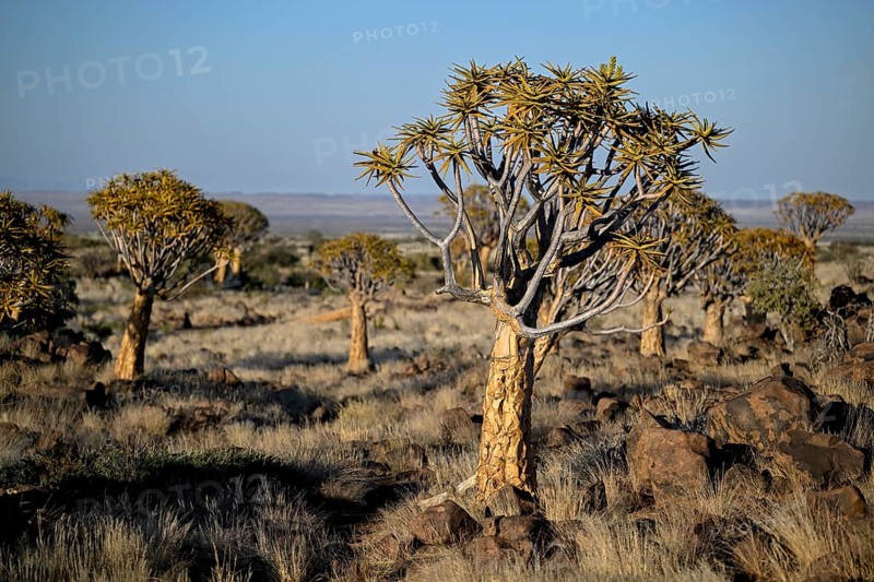 Quiver trees (Aloe dichotoma), quiver tree forest near Keetmanshoop, Karas Region, Namibia