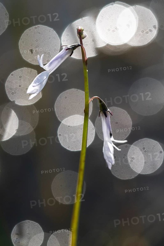 Water lobelia (Lobelia dortmanna), Emsland, Lower Saxony, Germany