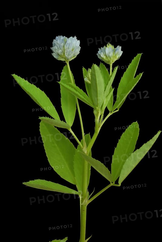 Flower of blue fenugreek, blue fenugreek, Trigonella caerulea, Meliotus coerulea, spice and medicinal plant