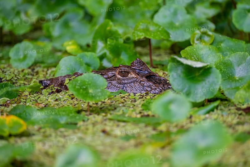 Northern spectacled caiman (Caiman crocodilus) lying in the water, head above water, among aquatic plants, Tortuguero National Park, Costa Rica