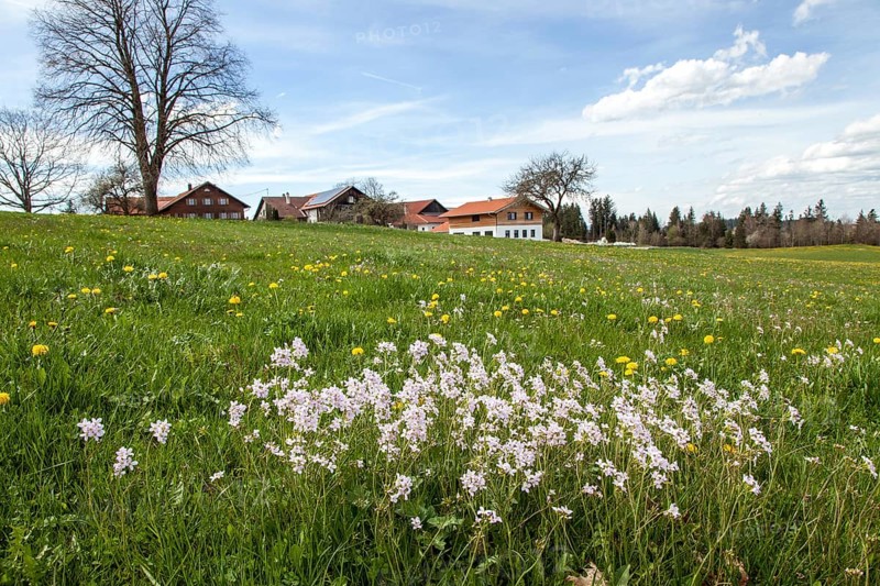 Blooming landscape with farmhouses, Ried, Oy-Mittelberg, Oberallgäu, Allgäu, Bavaria, Germany