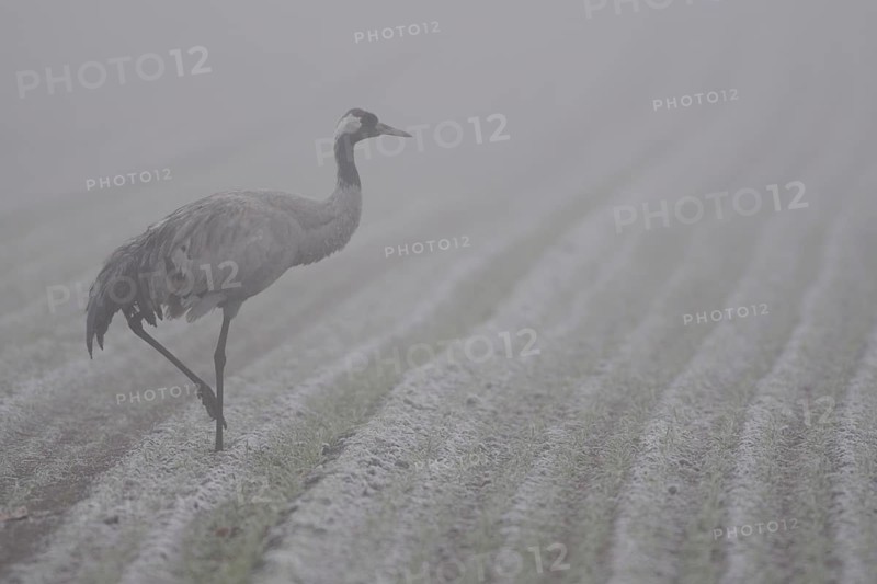 Common Crane (Grus grus) on field in fog, Lower Saxony, Germany
