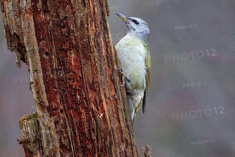 Grey-headed Woodpecker (Picus canus) wbl Germany