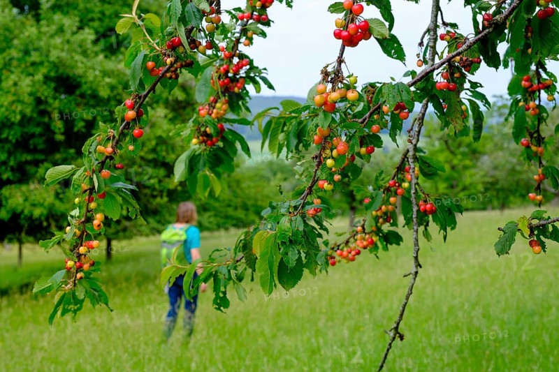 Franconian cherries, hiker between orchards, in the nature reserve Buchleite, Markt Berolzheim, Altmühltal, Middle Franconia, Franconia, Bavaria, Germany