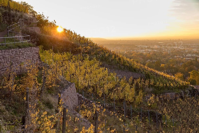 Sunrise in the autumnal vineyards of Radebeul with a view of Dresden, Saxony, Germany