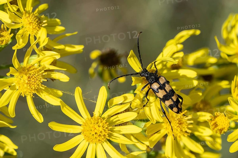 Leptura annularis (Leptura annularis) on ragwort (Jacobaea vulgaris), Emsland, Lower Saxony, Germany